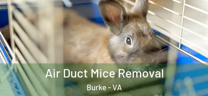 Air Duct Mice Removal Burke - VA
